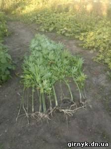 В Красноармейском районе участковые изъяли наркосодержащие растения